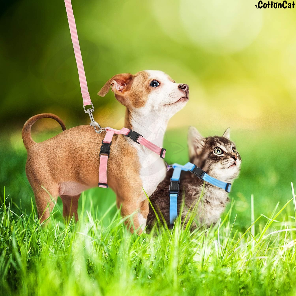 CottonCat Cat Harness Combo of 2
