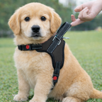 Cat Dog Reflective Harness Black