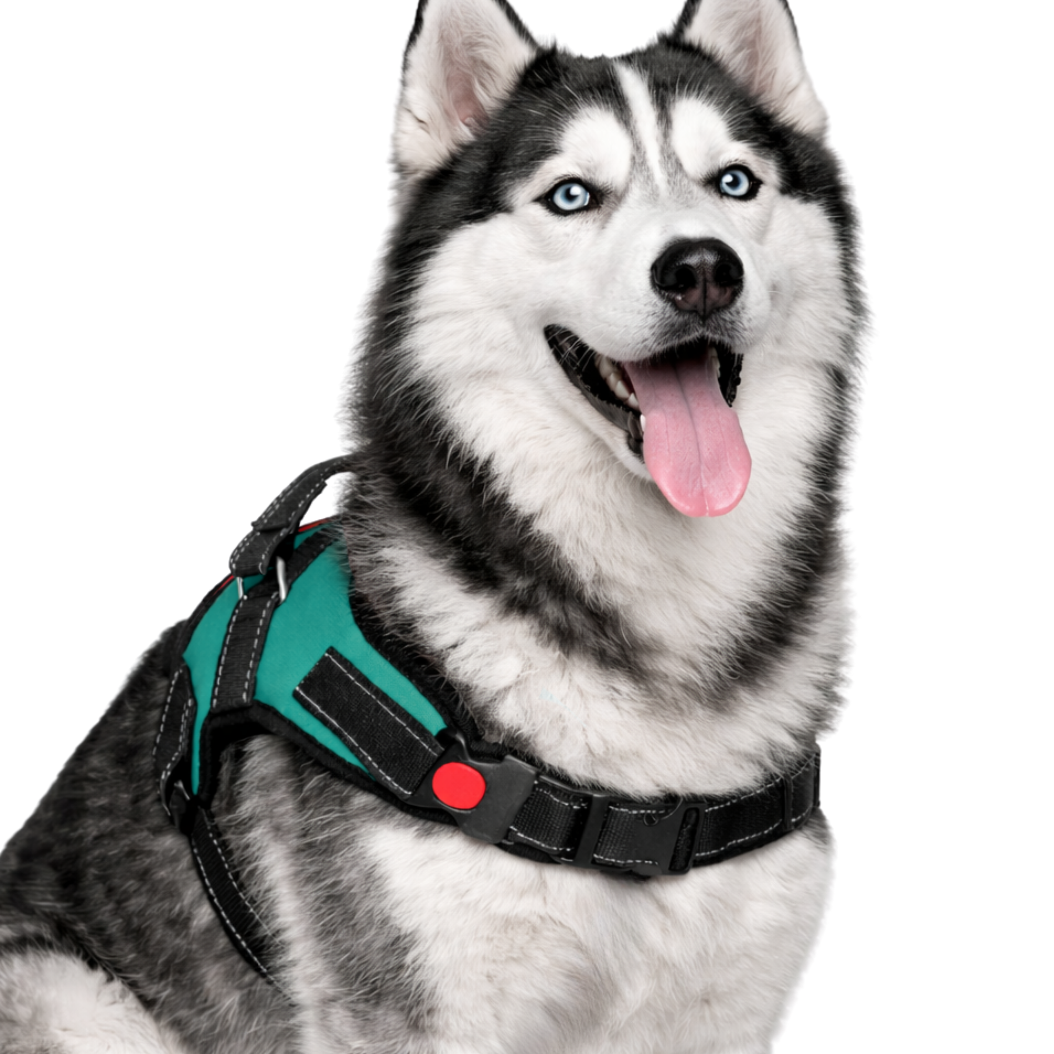 Cat Dog Reflective Harness Teal