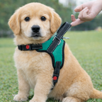 Cat Dog Reflective Harness Teal