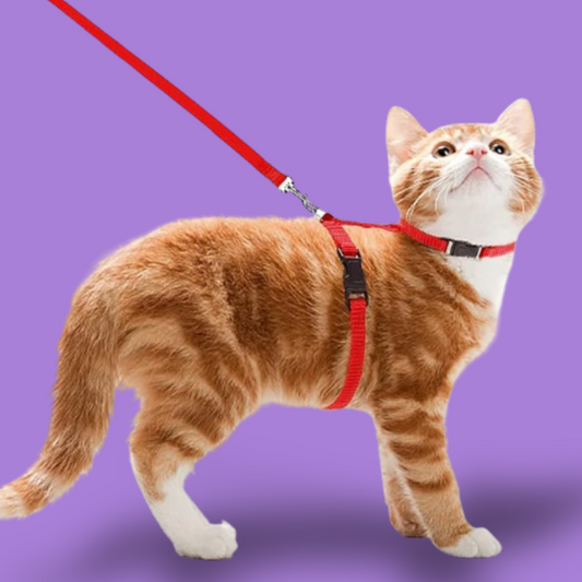 Cat Harness with Leash