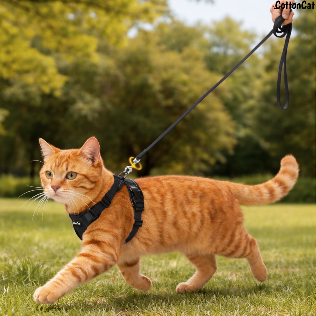 Cat Pro Harness