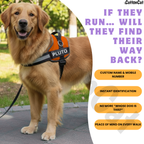 Personalized Dog Harness with Name & Phone Number Orange