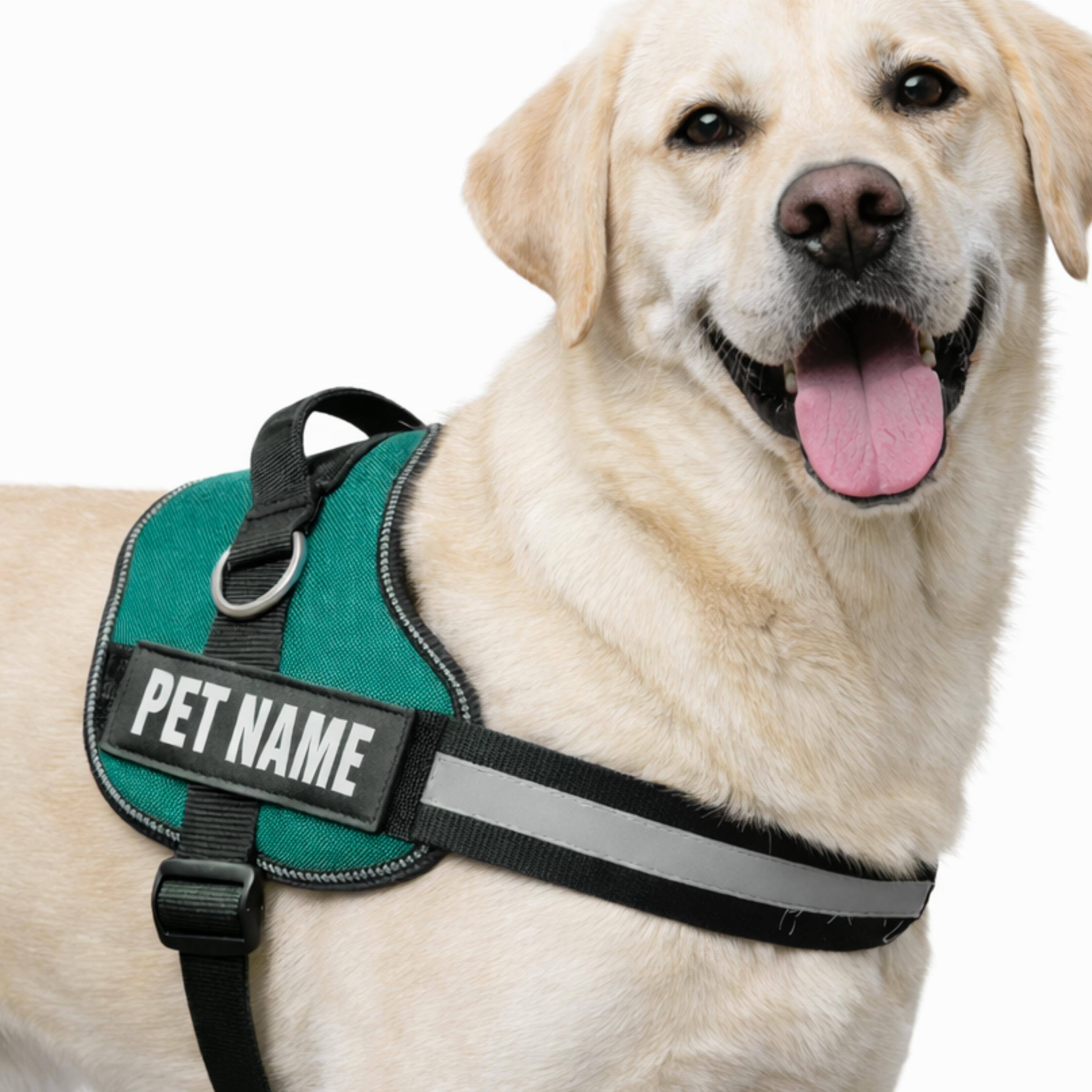 Personalized Dog Harness with Name & Phone Number Teal