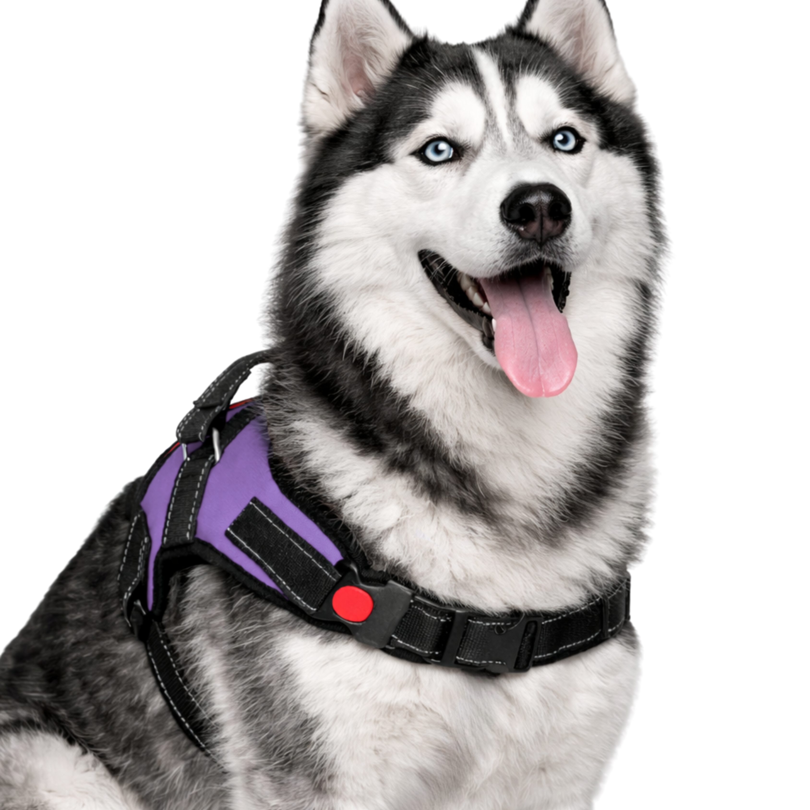 Cat Dog Reflective Harness Purple